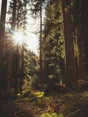 The Apothecaryapos;s