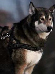 Eternal Sword Ancest