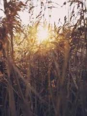 Rong Zhao, male, Nin